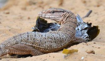 巨蜥与印度人吃瓜视频,一场跨越物种的奇妙邂逅