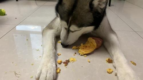 哈士奇可以吃土瓜吗视频,一场意外的味蕾冒险