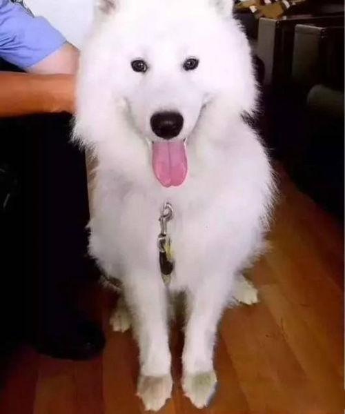 喜欢吃瓜的萨摩是谁呀视频,揭秘“爱吃瓜的萨摩”背后的神秘人物