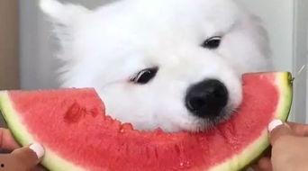 喜欢吃瓜的萨摩是谁呀视频,揭秘“爱吃瓜的萨摩”背后的神秘人物