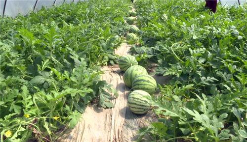 保定吃瓜最新爆料视频,最新爆料视频揭秘惊人内幕