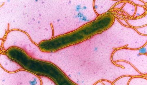 吃瓜吃出细菌视频大全集,细菌滋生视频大全集深度解析