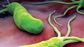 吃瓜吃出细菌视频大全集,细菌滋生视频大全集深度解析