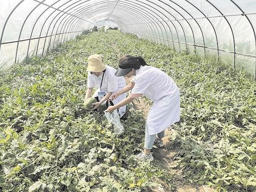 武汉群众吃瓜视频最新,群众围观吃瓜，现场热闹非凡