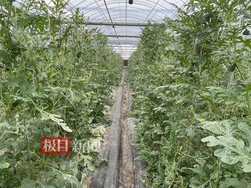 武汉群众吃瓜视频最新,群众围观吃瓜，现场热闹非凡