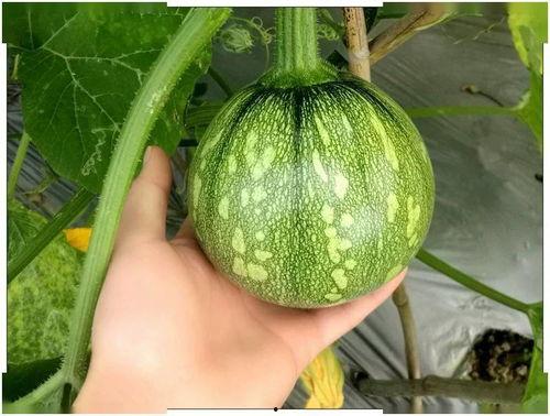 快速吃湖南小瓜的做法视频,快速学做湖南风味小瓜家常菜