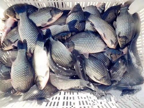 六大瓜吃鲫鱼视频播放,视频播放背后的美食魅力揭秘