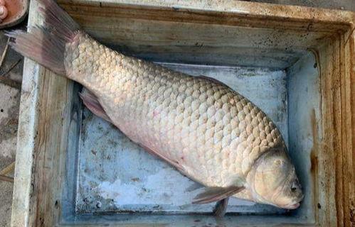 六大瓜吃鲫鱼视频播放,视频播放背后的美食魅力揭秘