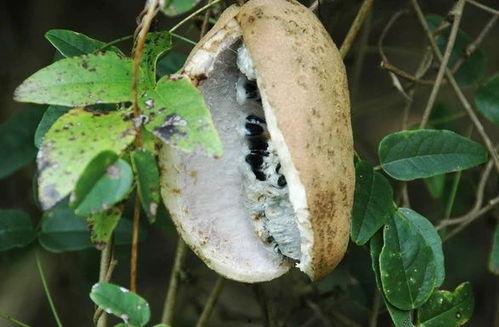 吃八月瓜视频搞笑,笑果连连的欢乐食旅