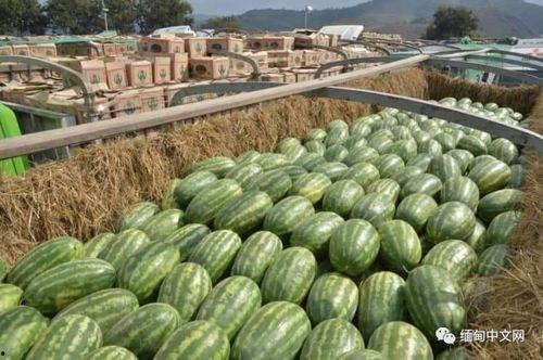 木姐吃瓜视频,揭秘娱乐圈幕后故事