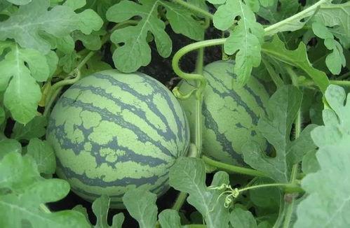 盐城吃瓜爆料视频大全集,视频大全集精彩瞬间回顾