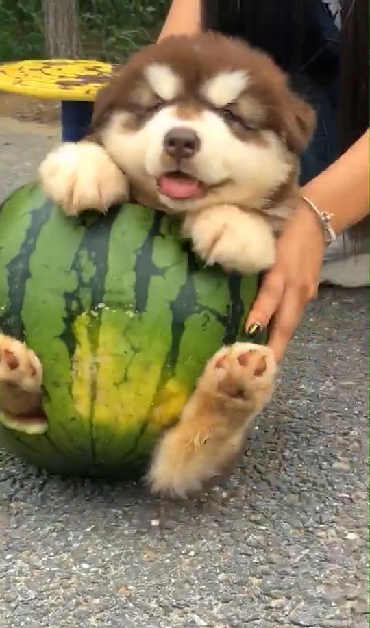 小瓜可以给狗狗吃吗视频,小瓜能否成为狗狗的健康美食？