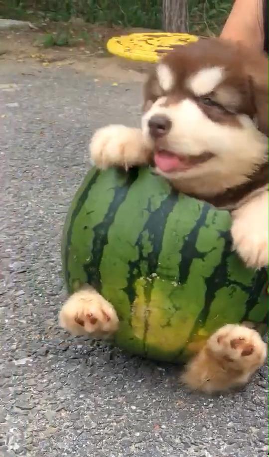 小瓜可以给狗狗吃吗视频,小瓜能否成为狗狗的健康美食？