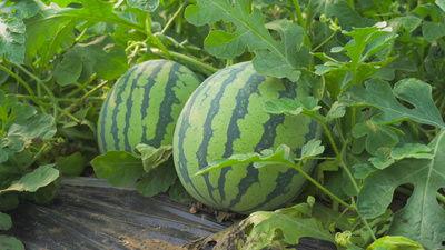 青州泰华吃瓜视频,揭秘幕后真相，带你领略网络热点背后的故事