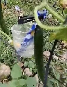 大脚吃瓜的真实视频,趣味横生的瞬间回顾