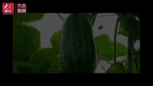 关于休息吃瓜的视频,跟随视频一起享受休息时光的“吃瓜”之旅