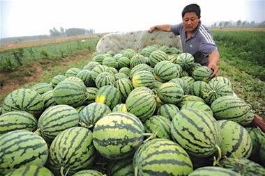 卖瓜妇女吃瓜视频大全,卖瓜妇女吃瓜视频大盘点