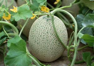 吃哈密瓜唱歌视频播放在线观看,在线观看吃瓜唱歌视频，感受夏日欢乐