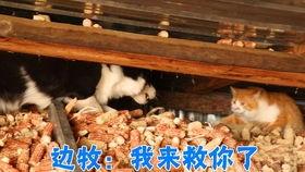 猫吃炒小瓜吗会中毒吗视频,揭秘潜在中毒风险