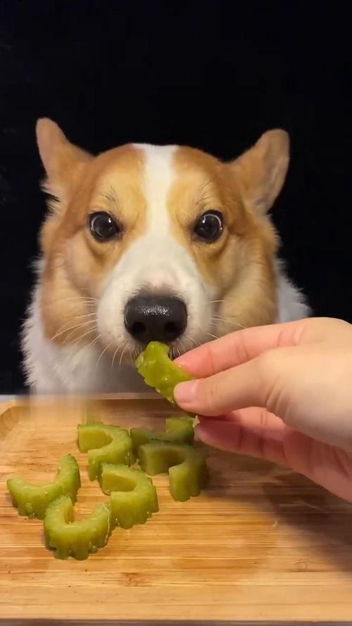 网红狗子和我吃瓜视频,趣味横生的网络现象解析