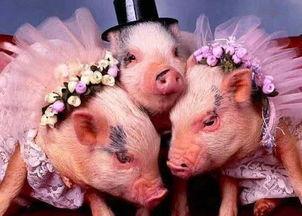 猪吃瓜视频原声