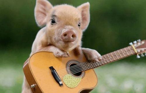 猪吃瓜视频原声