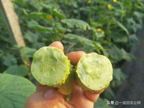 如何吃白玉瓜视频教程,跟随视频教程轻松学会