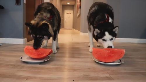 两只小狗比赛吃瓜视频,两只小狗的吃瓜大赛