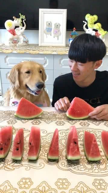 两只小狗比赛吃瓜视频,两只小狗的吃瓜大赛