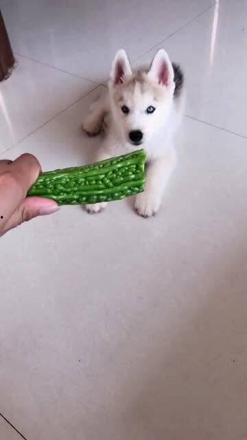 两只小狗比赛吃瓜视频,两只小狗的吃瓜大赛