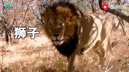 最牛剑客吃瓜条视频,揭秘最牛剑客的日常趣味生活