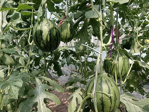 吃大棚小吊瓜好吗视频教程,美味与健康的完美结合