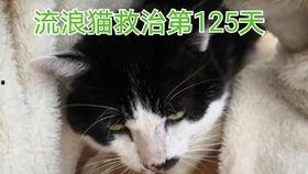 秃崽吃瓜视频链接下载免费,揭秘热门视频背后的趣味与真相