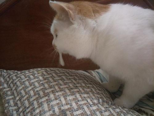 秃崽吃瓜视频链接下载免费,揭秘热门视频背后的趣味与真相