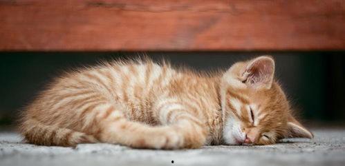 猫咪吃瓜被冤枉怎么办视频,真相大白，冤枉谁？