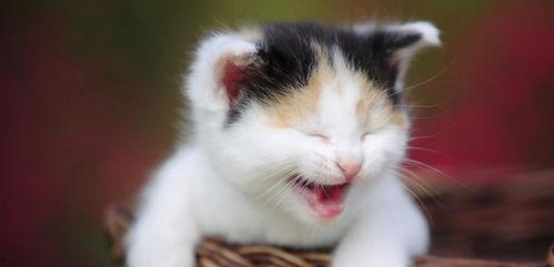 猫咪吃瓜被冤枉怎么办视频,真相大白，冤枉谁？