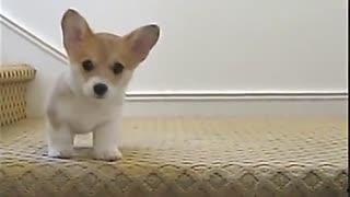 播放狗吃瓜搞笑视频下载,萌态可掬笑翻网友