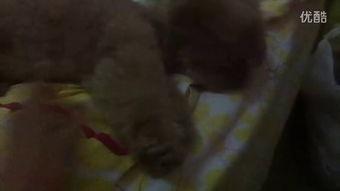 大家认真吃瓜视频下载安装,轻松获取热门内容