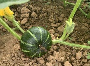 群众吃瓜助农视频,吃瓜助农，共筑丰收梦