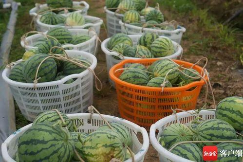 群众吃瓜助农视频,吃瓜助农，共筑丰收梦