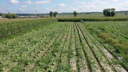 群众吃瓜助农视频,吃瓜助农，共筑丰收梦