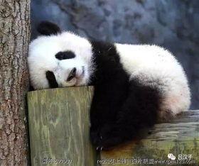 大熊猫吃老瓜视频,揭秘它们对老瓜的喜爱之谜