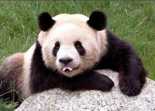 大熊猫吃老瓜视频,揭秘它们对老瓜的喜爱之谜