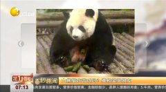 大熊猫吃老瓜视频,揭秘它们对老瓜的喜爱之谜
