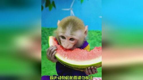 猴子吃瓜背景视频,揭秘猴子吃瓜背后的欢乐时光