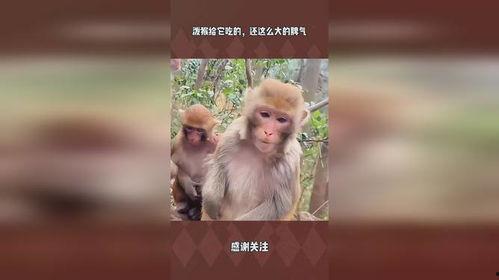 猴子吃瓜背景视频,揭秘猴子吃瓜背后的欢乐时光