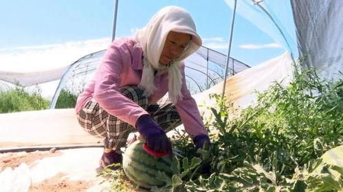沙漠吃瓜搞笑视频,吃瓜搞笑视频带你领略沙漠风情