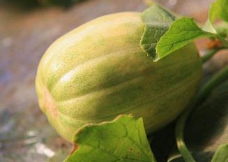 吃的田瓜可以留种吗视频,如何从自家园艺中收获优质种子