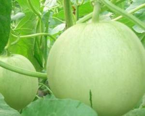 吃的田瓜可以留种吗视频,如何从自家园艺中收获优质种子