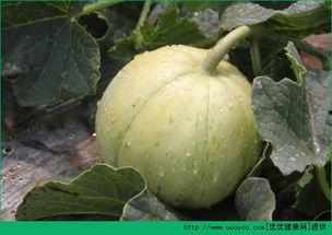 吃的田瓜可以留种吗视频,如何从自家园艺中收获优质种子